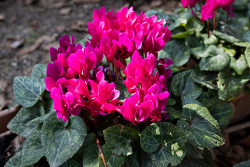 The start of spring.
Red cyclamen plant, flowering in early spring. 
