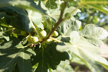 Close-up of fresh figs on a fig tree branch, bathed in sunlight.  Perfect for healthy eating themes.