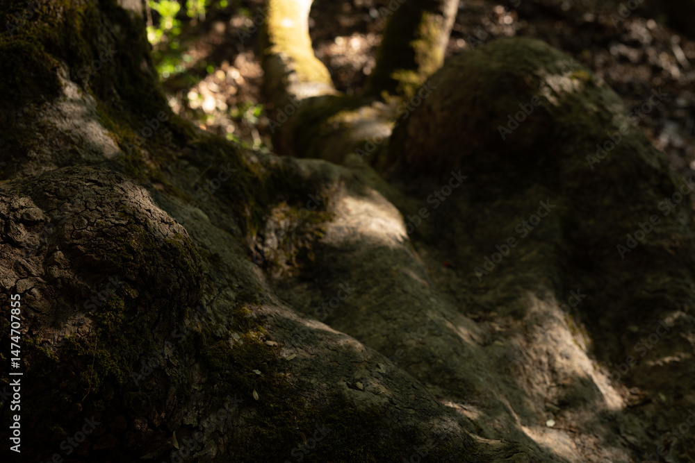 Poster close-up of textured tree roots bathed in sunlight, creating dramatic shadows and highlights.