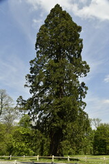 Séquoia géant dans le parc au domaine provincial de Chevetogne à Ciney (Dinant)