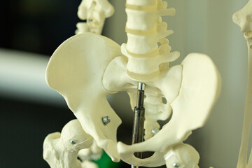 Close-up of a human pelvis and sacrum anatomical model. Ideal for medical, educational, and...