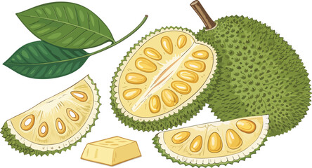 Jack Fruit Illustration vector design, Jack Fruit with Jack Fruit slice in Isolated background vector design
