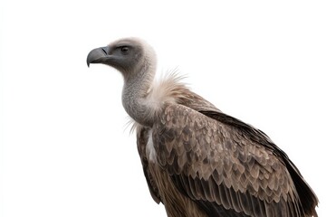 Fototapeta premium Close-up of a majestic griffon vulture against a white background.