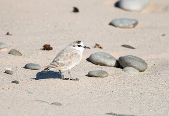 White fronted Plover bird (Anarhynchus marginatus) close up view of back or rear and non breeding plumage or feathers on Pearly beach, Western Cape, South Africa