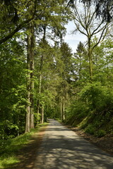 Route entre les différents spécimens d'arbres au domaine provincial de Chevetogne à Ciney...