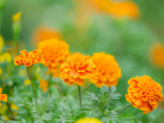 春から秋まで公園や花壇を彩るマリーゴールドのある風景。自然風景素材。ぼんやりした花畑のイメージ。