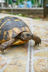 Land Tortoise in Montenegro Garden – Wild Reptile in Backyard