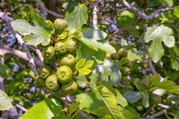 Branches of  fig tree ( Ficus carica ) with green leaves and fruit  on sunny spring day