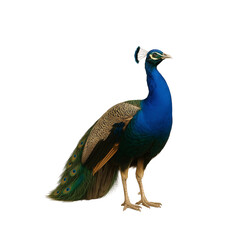 Obraz premium peacock isolated on white background isolated on transparent or white background png