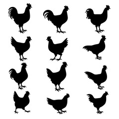 set of chicken © Sketch