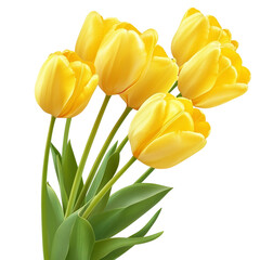 Obraz premium yellow tulips white and transparent background.