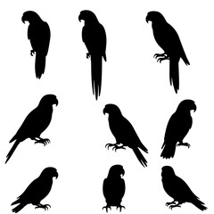 Silhouette vector set silhouettes of an eagle in flight and parrots perched