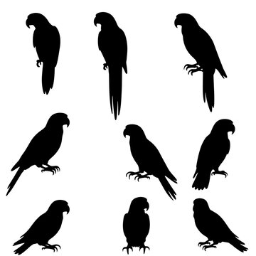 Silhouette vector set silhouettes of an eagle in flight and parrots perched