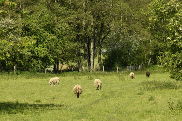 Élevage de moutons dans une prairie aux environs du village de Chevetogne à Ciney (Dinant) 