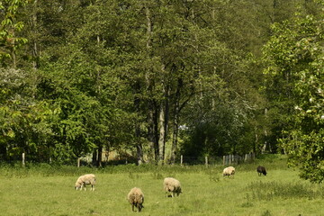 Élevage de moutons dans une prairie aux environs du village de Chevetogne à Ciney (Dinant) 