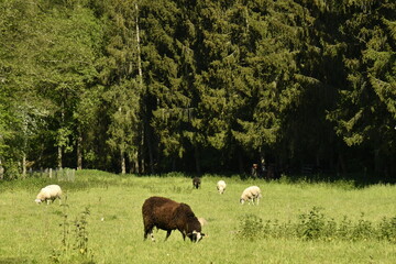 Élevage de moutons dans une prairie aux environs du village de Chevetogne à Ciney (Dinant) 