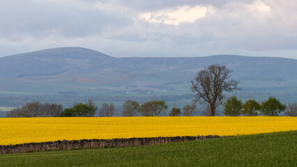 Yellow field of rapeseed on a spring evening, rural Scotland, Uk. 