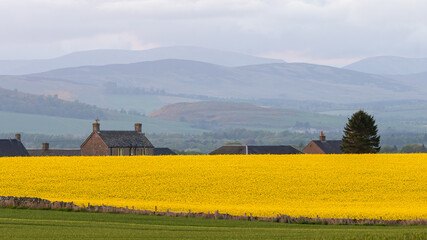 Yellow field of rapeseed on a spring evening, rural Scotland, Uk. 