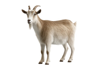 Fototapeta premium Standing goat with beard isolated on transparent background