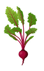 Beetroot or beet root, a juicy vegetable ingredient for making juice and food.
