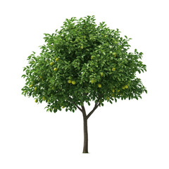 Fototapeta premium Green tree with fruits isolated on transparent background