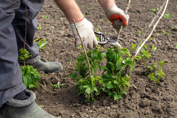 A gardener prunes young plants in a freshly tilled patch of soil, wearing gloves and using pruning...