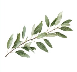 Fototapeta premium Delicate, light green branch with numerous leaves. A graceful, minimalist botanical illustration, showcasing soft tones and subtle textures