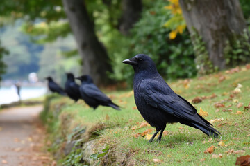 Obraz premium Four crows perch along a path on a grassy hill under leafy trees near water