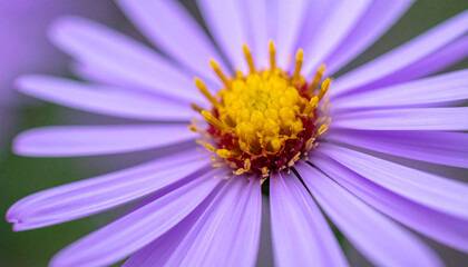 the image presents a macro view of a flower. its delicate petals, colored in a shade of lavender, radiate outward