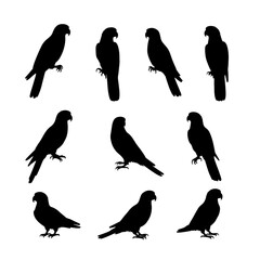 Naklejka premium Set of different birds vector silhouettes. Black monochrome hand drawn illustrations isolated on white backgriund