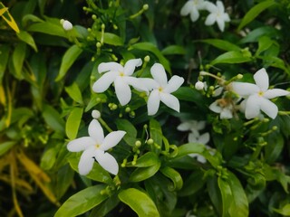 white flowers in the garden
