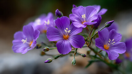 Purple flowers bloom, vivid, with bright yellow stamens, on a soft blurred background