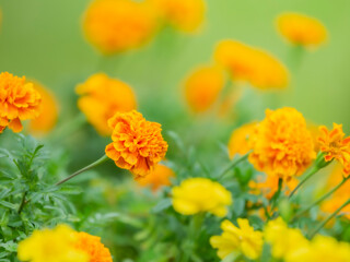 春から秋まで公園や花壇を彩るマリーゴールドのある風景。自然風景素材。ぼんやりした花畑のイメージ。