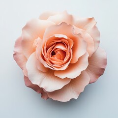 Delicate peach rose, exquisitely detailed, on a light background.  Close-up, showcasing petals, center, and subtle shading
