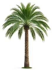 Lush Palm Tree Against White Background