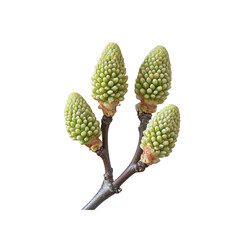 Springtime Branch with Four Vibrant Green Buds