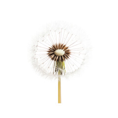 Close-up of a Mature Dandelion Seed Head Against a Transparent Background