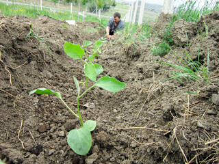 Young man planting eggplants in the garden