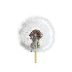 Close-up of a Dandelion Seed Head Against Transparent Background