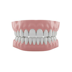 Obraz premium Dental model with teeth and gums isolated on white background