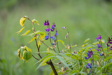 Flowers of spring vetchling (Lathyrus vernus) plant in wild nature. May,