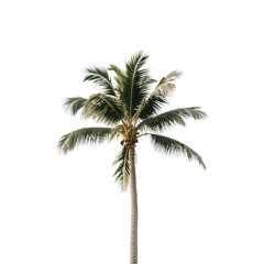  Coconut Trees, Generative AI