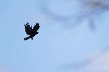 Silhouette of a flying raven, silhouette of a crow taking off, crow in flight, blue background, on a bare tree, raven with outstretched wings