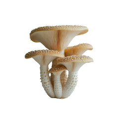 Cluster of Delicate Honey Mushrooms on Transparent Background