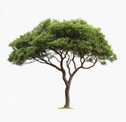 Obraz premium Lush green tree against white background. Full, healthy, and vibrant foliage, with a strong trunk and branches. Isolated and ready for use in design