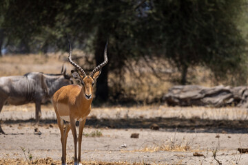 antelope, majestic horns, close-up wildlife, wildebeest, African savannah, safari scene, wild animals, antelope portrait, wildlife photography, animals in Africa, safari in Tanzania, antelope foregrou