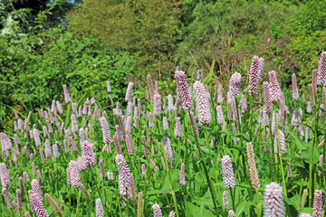 Bed of Bistort plants, Lincolnshire England
