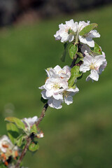 Branch of sunlit Apple blossom, Nottinghamshire England
