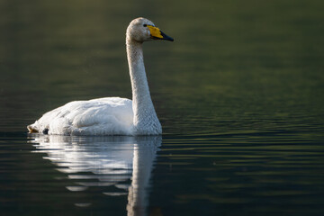 Whooper swan (Cygnus cygnus) swimming on a spring morning, Glencoe, Scotland.