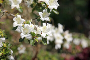 Closeup of white Azalea blooms, Lincolnshire England
